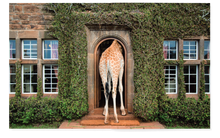 Load image into Gallery viewer, Accidentally Wes Anderson: Adventures